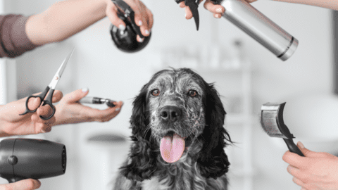 Dog grooming trade service image
