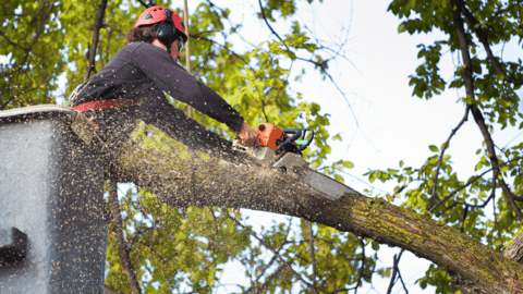 Tree service trade service image